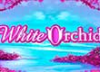 SpinSamurai offers: $800 and 75 Free Spins on White Orchid Slot